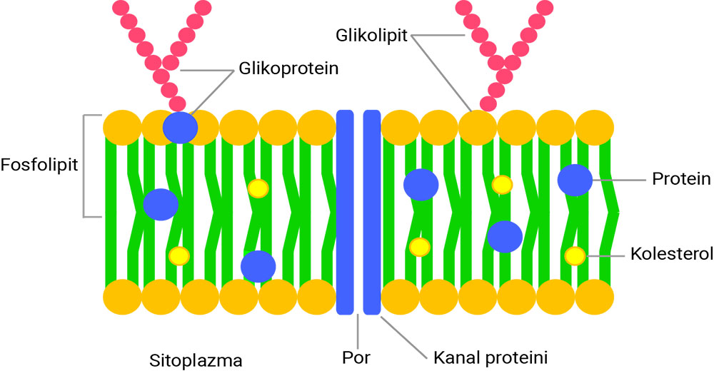 Fosfolipitler