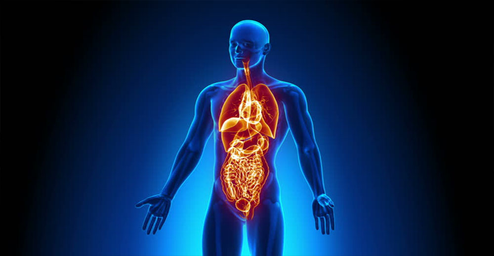 Organ Sistemleri
