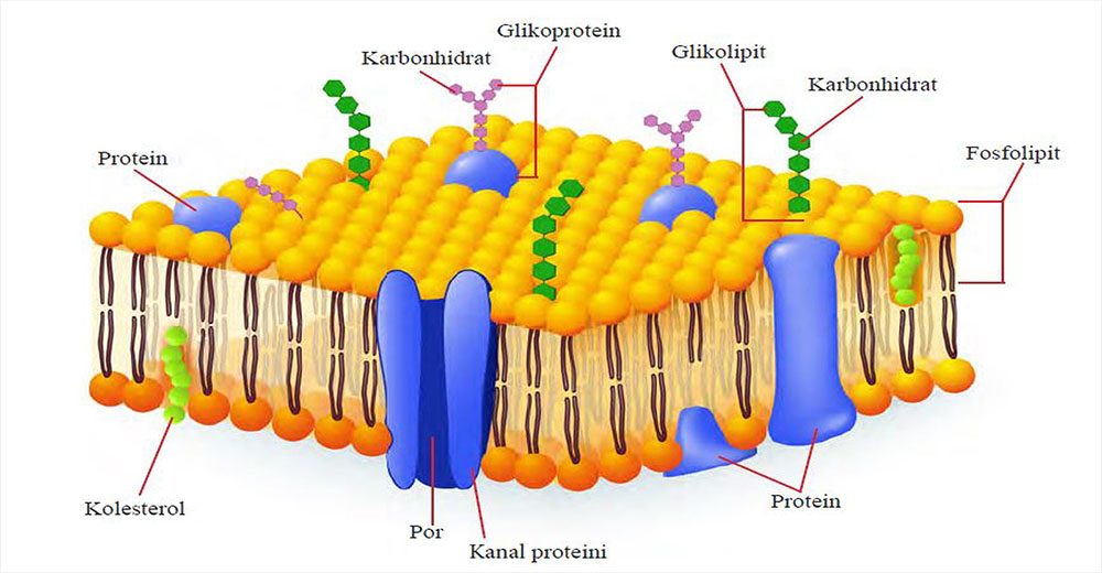Karbonhidrat